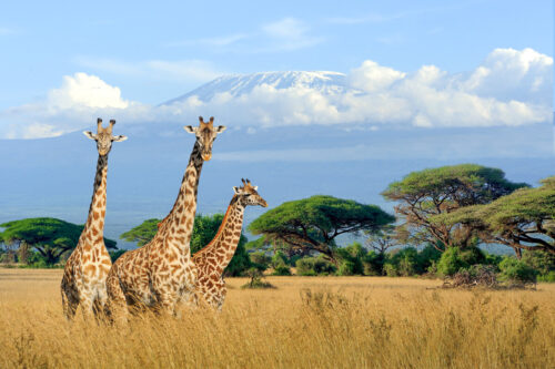 Paysage au Kenay en Afrique