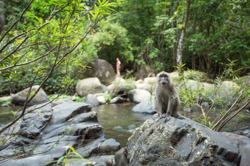 Monkeys in Khao Sok jungle