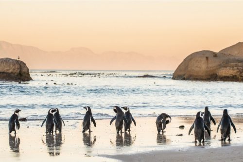 Boulders beach in South Africa