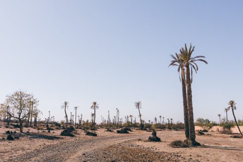 Palmeraie in Marrakech