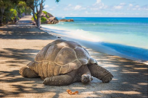 Turtle in Seychelles